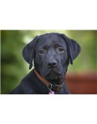 Para Cães