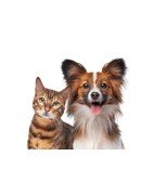Caes e Gatos